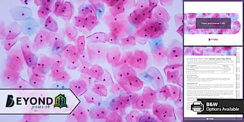 KS3 Science Home Learning: Observing Animal and Plant Cells Lesson Pack