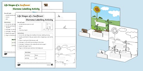 Sunflower Folding Life Stages Template