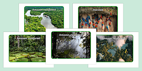 Fun Facts about the Amazon Rainforest Display Poster