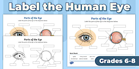Parts of the Eye Worksheet