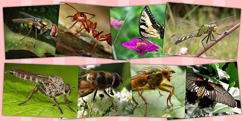 Different Spring Insects Spring Insects Display Photos