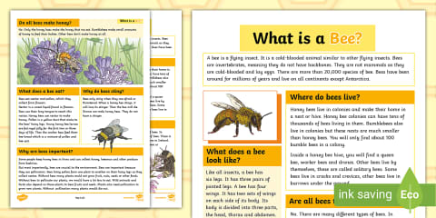 Life Cycle of Bees Fact File Template