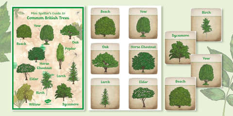 Tree Guide Sheets Tree Diagram Activity Pack
