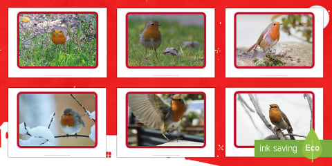 Class Project Robins Parts of a Robin Labelling Activity