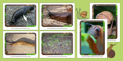 Slug Worksheet PK-K Life Cycle of a Snail Cut and Paste Worksheet