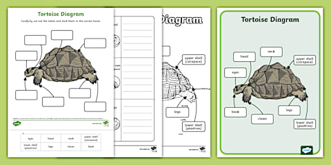Tortoise and the Hare Story Map Activity Sheet