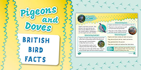 Birds in Your Garden Fact File Worksheet