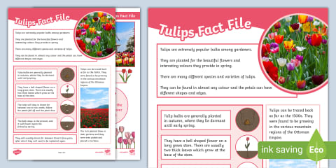 The English Rose - National Flower Fact File