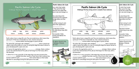 Salmon Fact File Salmon Life Cycle Differentiated Sequencing Task