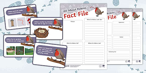 Fact File Writing Frame KS1 Robin Fact File: Difference Between Male and Female Robins