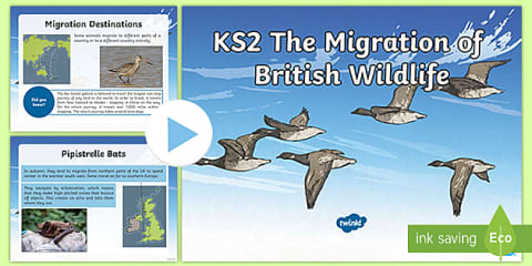 Science: Biodiversity: Birds: Migration Year 3 Lesson 4
