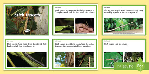 Stick Insects Leaflet Template