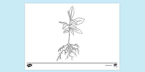 Flower With Roots Pdf Comparing Tree Roots to Flower Roots Worksheet