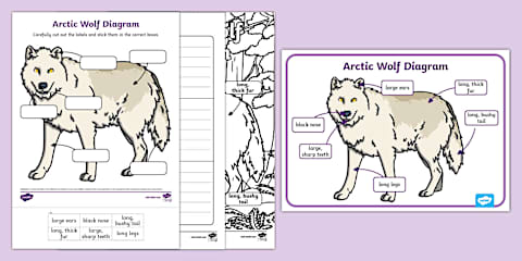 Wolf Homework Wolf Worksheets