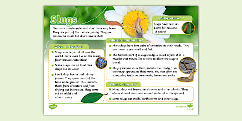 Slug Worksheet Parts of a Slug Worksheet