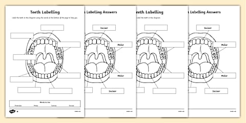 Human Teeth Cut and Stick Matching Worksheet