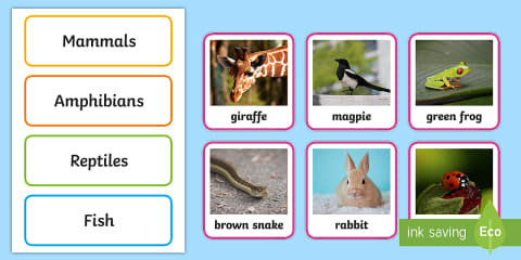 Animal Groups Display Poster Photos