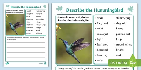 Hummingbird Comprehension Worksheet