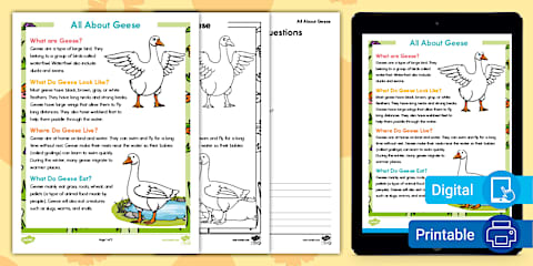 Second Grade All About Ducks Reading Comprehension Worksheet
