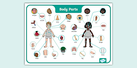 Human Body Parts Display Posters