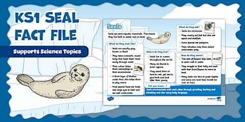 How to Draw a Seal