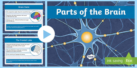 Diagram of the Brain Activity Pack