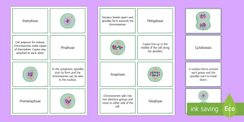 Cell Cycle and Stages of Mitosis Matching Worksheet for 6th-8th Grade