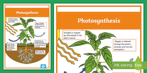 Photosynthesis Light intensity Sample Question