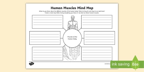 Muscles of the Body Non-Chronological Report