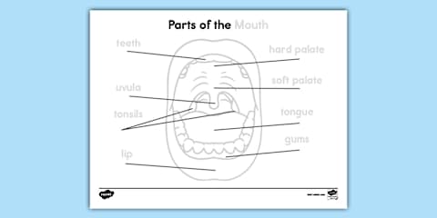 Parts of the Eye Trace and Color Worksheet for K-2nd Grade