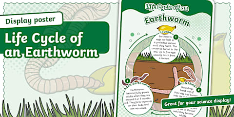 Life Cycle of an Earthworm Fact File Template