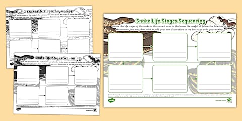 Prekindergarten Life Cycle of a Snake Cut and Paste Worksheet