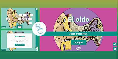 Sopa de letras interactiva: El oido y la audición