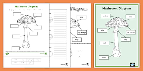 Mushroom Labelling Parts of a Mushroom Labelling Activity