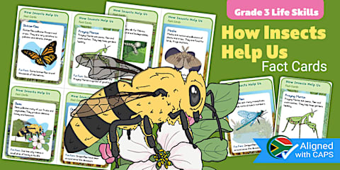 Grade 3 Life Skills Term 2 Insects Fact File Template (CAPS Aligned)