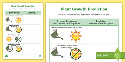 Grow a Bean in a Bag EYLF Science Experiment and Prompt Card Pack