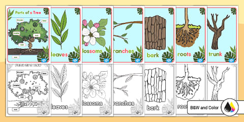 Early Childhood Parts of a Tree Trace and Color Worksheet