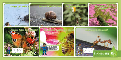 EYFS Minibeast Movement Activity Adult Input Plan and Resource Pack ...