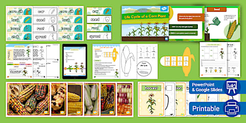Kindergarten Life Cycle of a Corn Plant Cut and Paste Worksheet