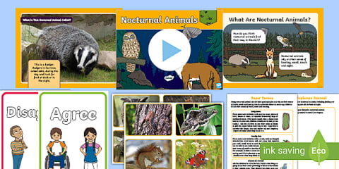 Outdoor Explorers - KS1 Spring - Lesson 2: All About Trees