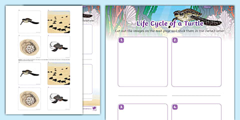 Early Childhood Life Cycle of a Sea Turtle Cut and Paste Worksheet