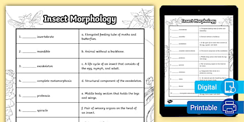Beneficial Insects Mind Map Worksheet for 6th-8th Grade