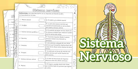 Sistema Raring Infografía del sistema nervioso