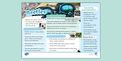 KS1 Slug Fact File - Twinkl - KS1