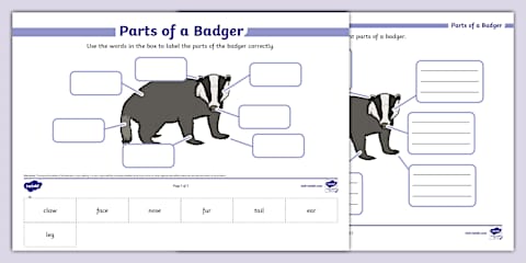 Life Cycle of a Badger Activity Sheet