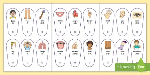 Body Parts Flashcards - English/Mandarin Chinese