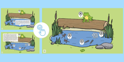 Life Cycle of a Frog Display Poster