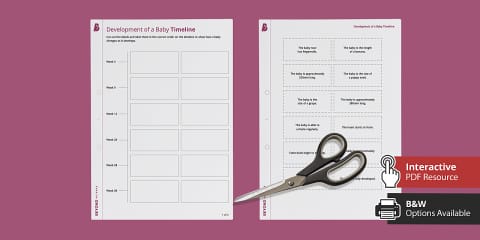 Development of a Baby Worksheet