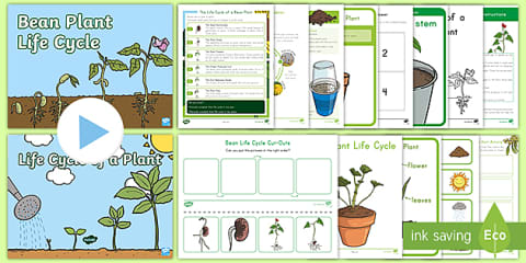 Life Cycle of a Plant PowerPoint & Google Slides for K-2nd Grade