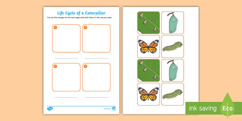 The Life Cycle of a Slug Cut and Stick Worksheet